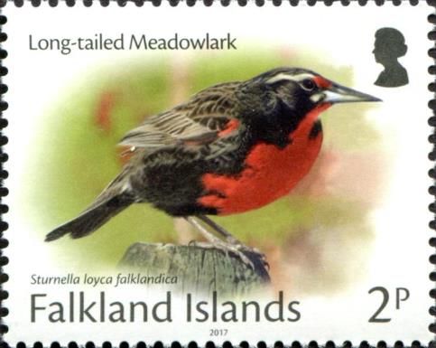 Long-tailed Meadowlark (Sturnella loyca falklandica)