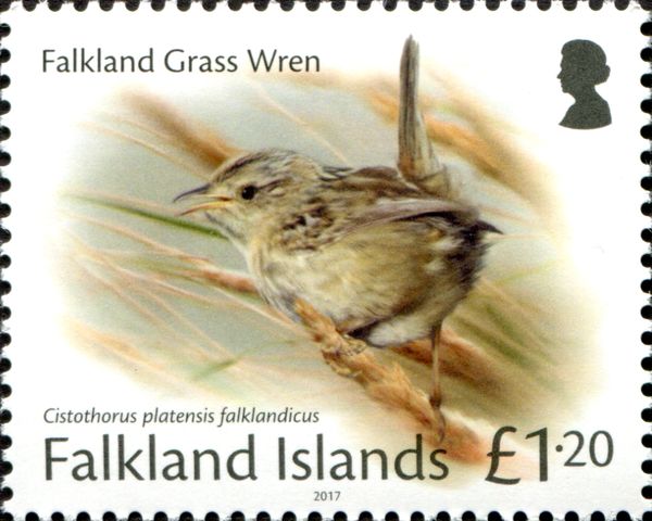 Falkland Pipit (Anthus correndera grayi)