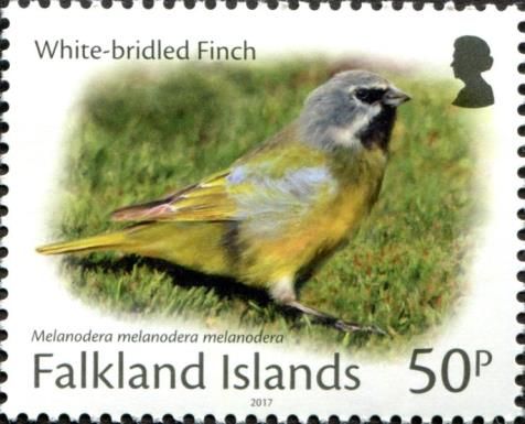 White-bridled Finch (Melanodera melanodera melanodera)