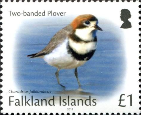 Two-banded Plover (Charadrius falklandicus)