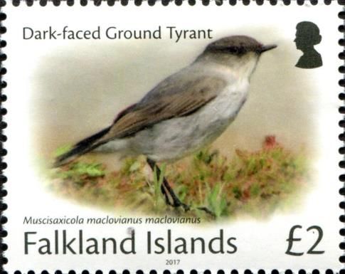 Dark-faced Ground Tyrant (Muscisaxicola maclovianus maclovi