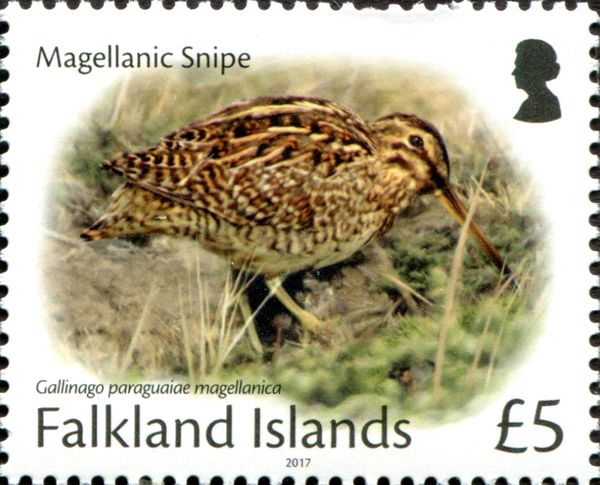 Magellanic Snipe (Gallinago paraguaiae magellanica)