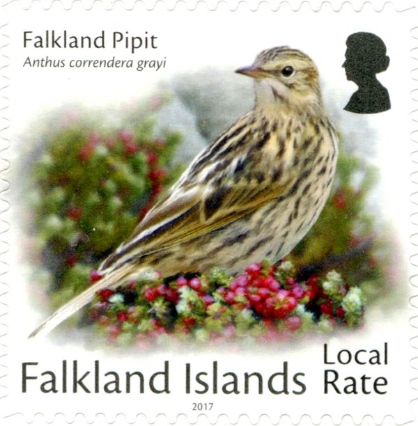 Falkland Pipit (Anthus correndera grayi)