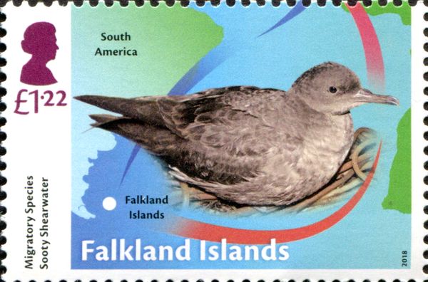 Sooty Shearwater (Ardenna grisea)
