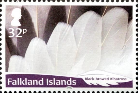 Black-browed Albatross (Thalassarche melanophris)