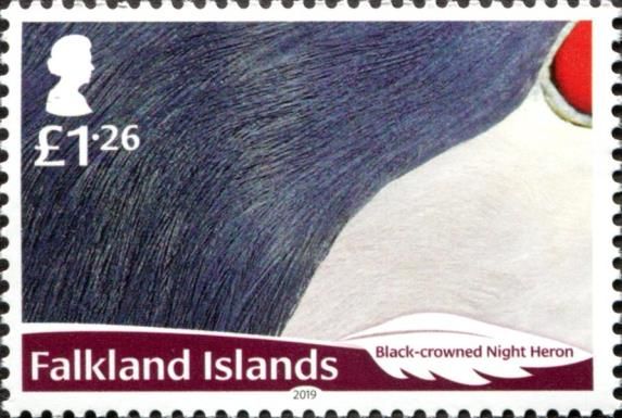 Black-crowned Night Heron (Nycticorax nycticorax)