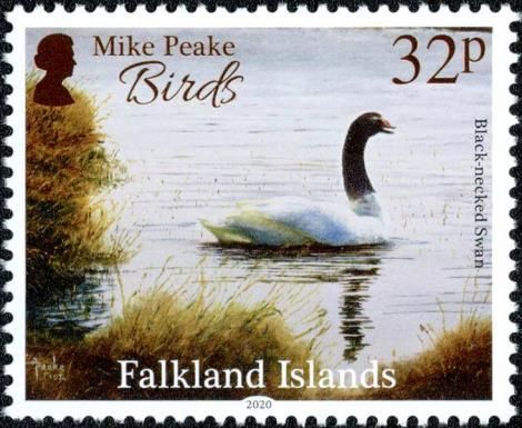 Black-necked Swan (Cygnus melancoryphus)