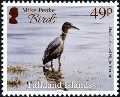 Black-crowned Night-Heron (Nycticorax nycticorax)