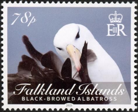Black-Browed Albatross (Thalassarche melanophris)