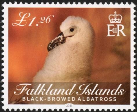 Black-Browed Albatross (Thalassarche melanophris)