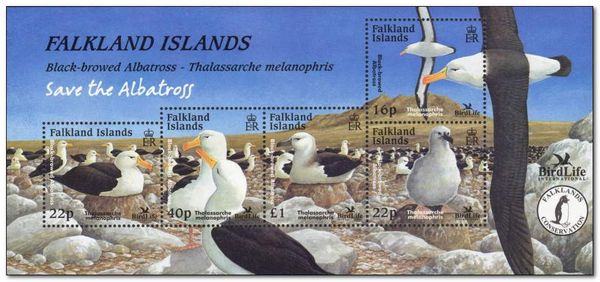 Black-browed Albatross (Thalassarche melanophris)