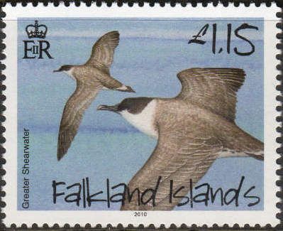 Petrels & Shearwaters