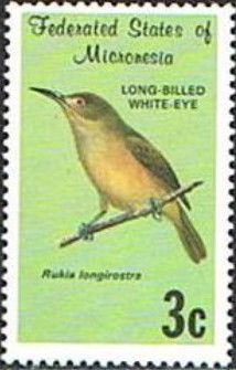 Long-billed White-eye (Rukia longirostra)