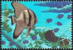 Batfish