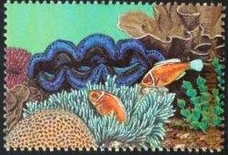 Fish, coral