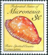 Rare Spotted Cowry (Cypraea guttata)