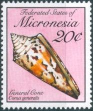 General Cone (Conus generalis)