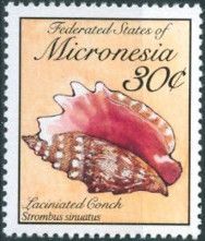 Lacinate Conch (Strombus sinuatus)
