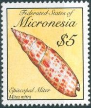Map Cowry (Cypraea mappa)