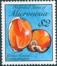 Golden Cowrie (Cypraea aurantium)