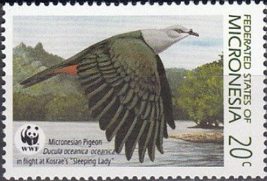 Micronesian Pigeon (Ducula oceanica oceanica)