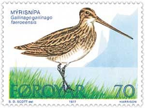 Common Snipe (Gallinago gallinago)