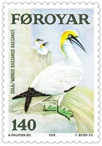 Northern Gannet (Morus bassanus)