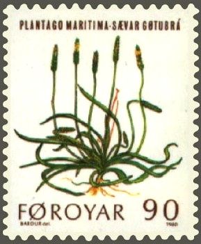 Sea Plantain (Plantago maritima)