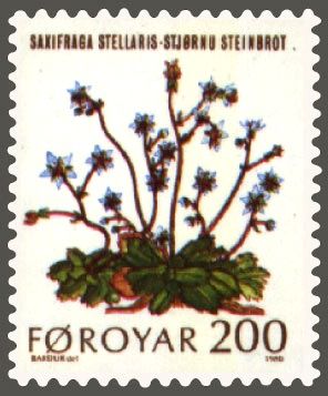 Saxifraga stellaris