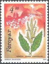 Northern Dock (Rumex longifolius)