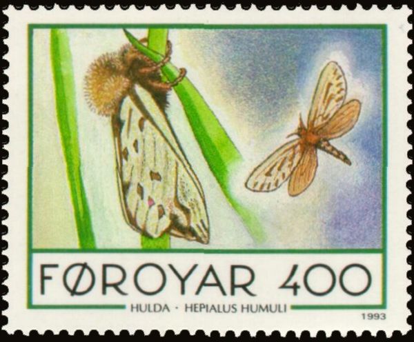 Ghost Moth (Hepialus humuli)