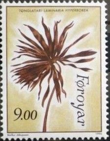 Lake seaweed (Laminaria hyperborea)