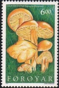 Mushrooms (Hygrocybe chlorophana)
