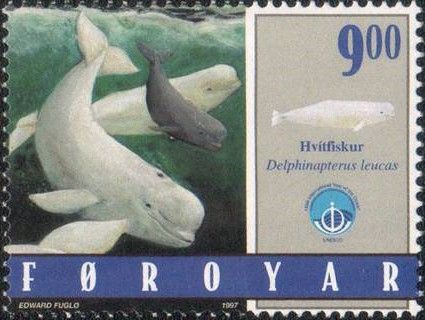 Beluga (Delphinapterus leucas)