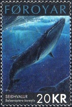 Sei Whale (Balaenoptera borealis)