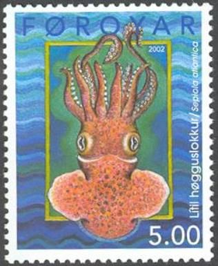 Atlantic Bobtail (Sepiola atlantica)