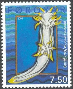 Sea Slug (Polycera faeroensis)