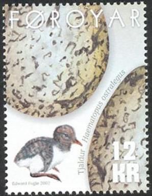 Eurasian Oystercatcher (Haematopus ostralegus)