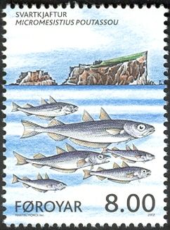 Blue Whiting (Micromesistius poutassou)