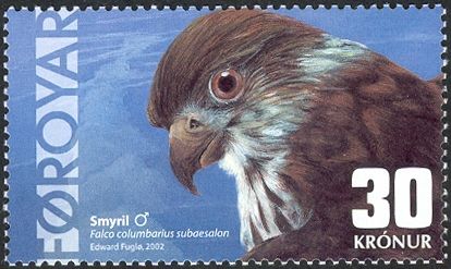 Iceland Merlin (Falco columbarius subaesalon)