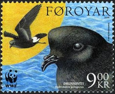 European Storm Petrel (Hydrobates pelagicus)