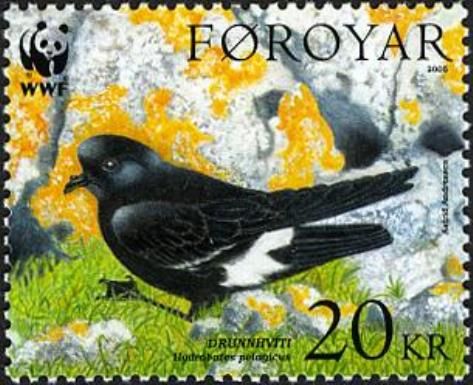 European Storm Petrel (Hydrobates pelagicus)
