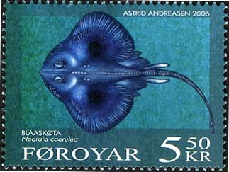 Blue Ray (Neoraja caerulea)