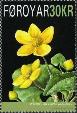 Marsh Marigold-Caltha palustris