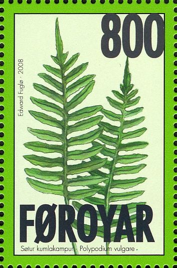 Common Polypody (Polypodium vulgare)