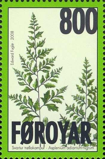 Black Spleenwort (Asplenium adiantum-nigrum)