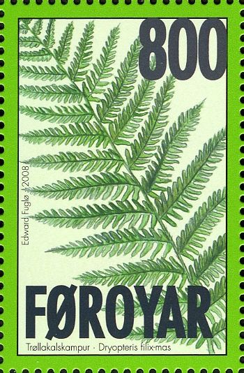 Male Fern (Dryopteris filix-mas)