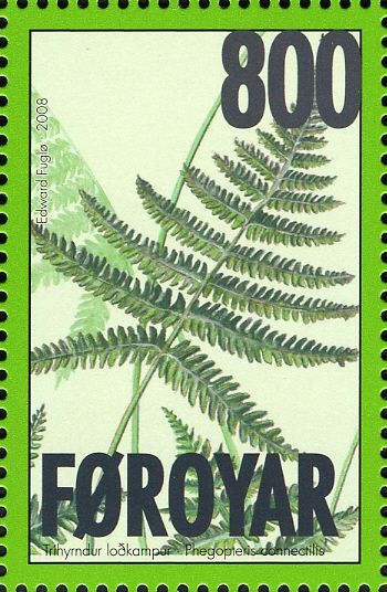 Long Beach Fern (Phegopteris connectilis)