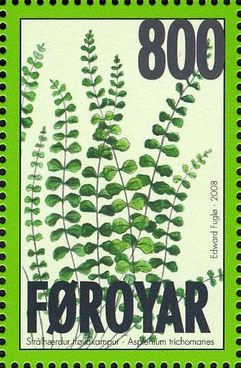 Maidenhair Spleenwort (Asplenium trichomanes)