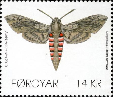 Convolvulus Hawkmoth (Agrius convolvuli)